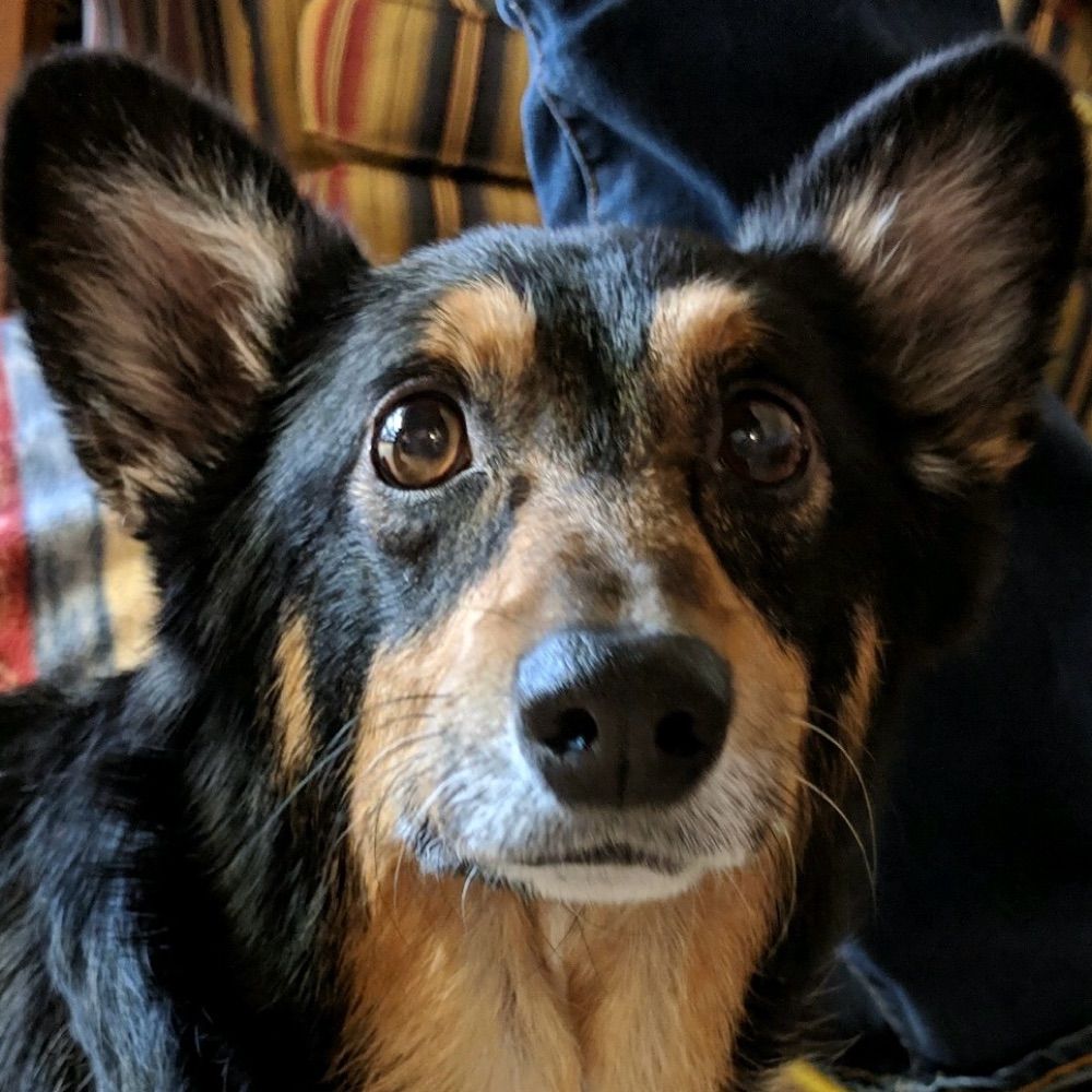 Profile picture corgimom5.bsky.social