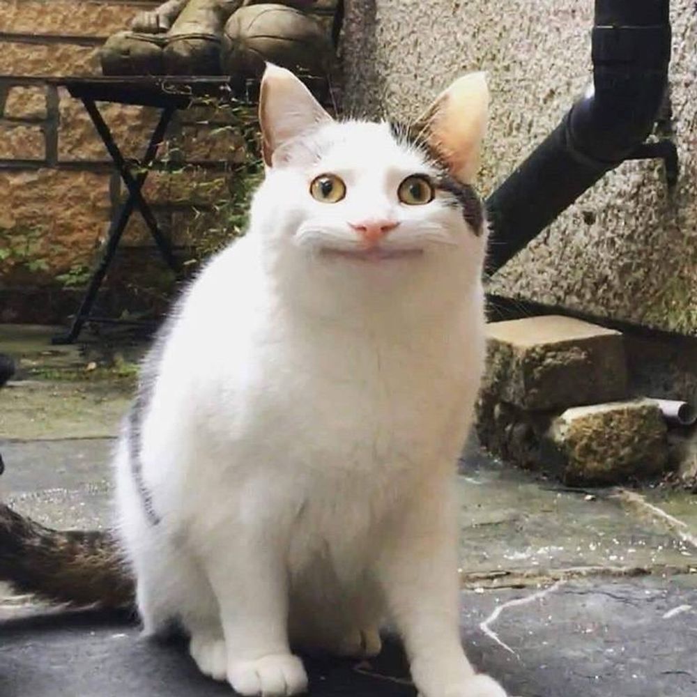 しろねこ