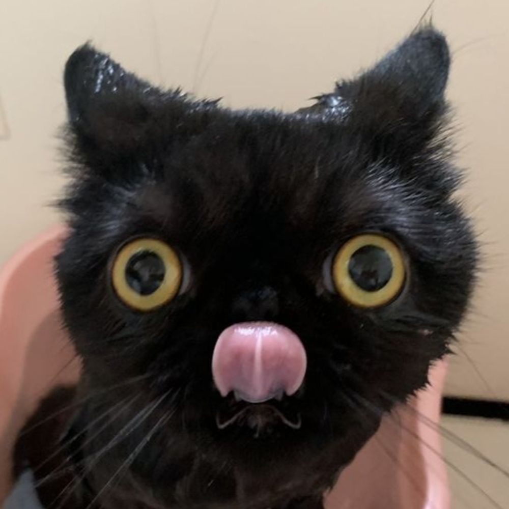 /ᐠ｡‸｡ᐟ\