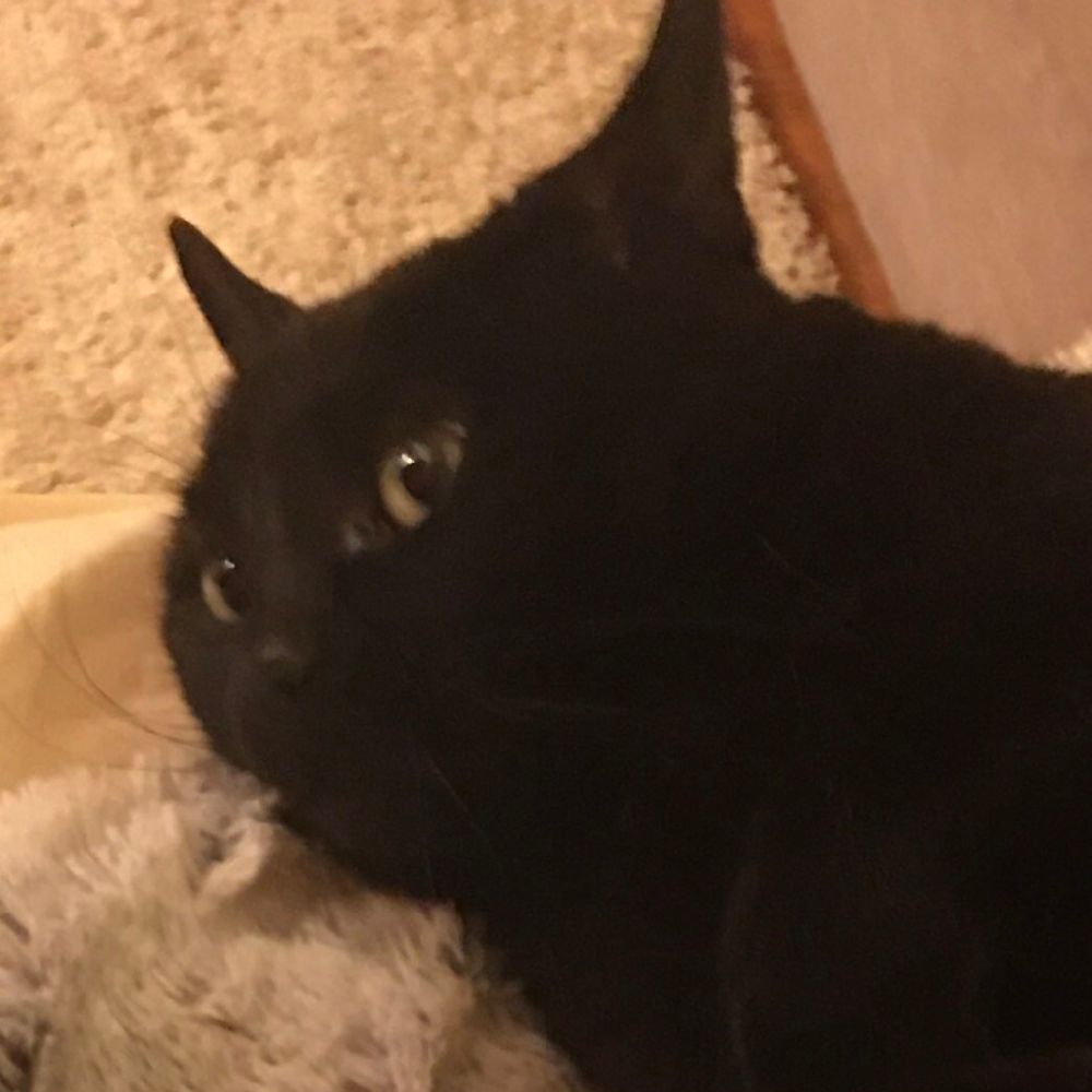Sparklsthecat