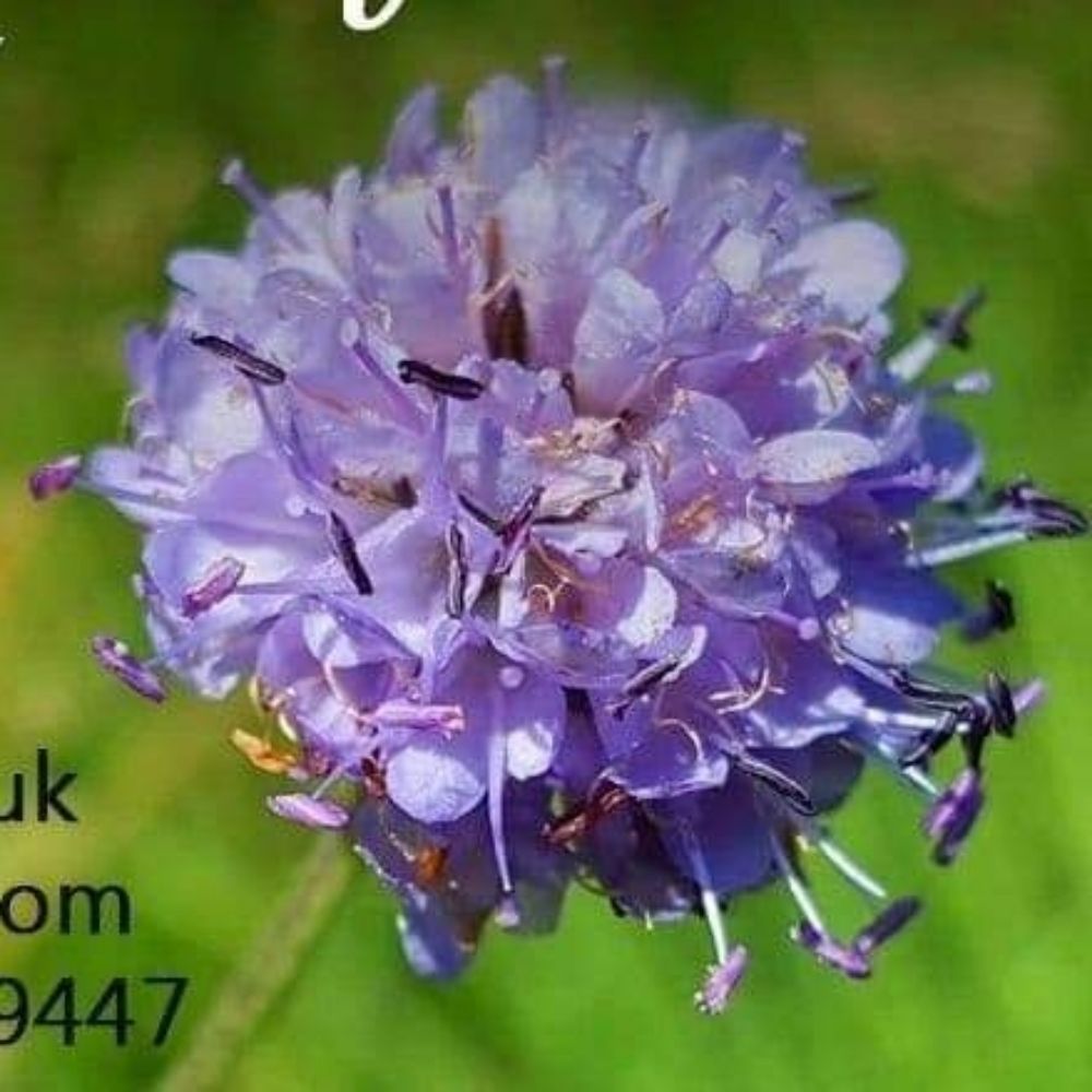 Celtic Wildflowers