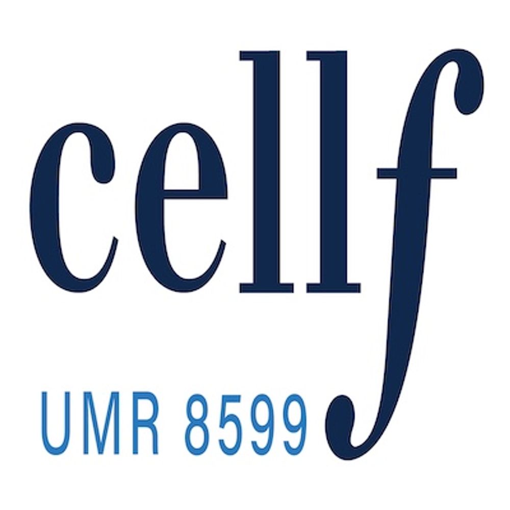 Communication du CELLF