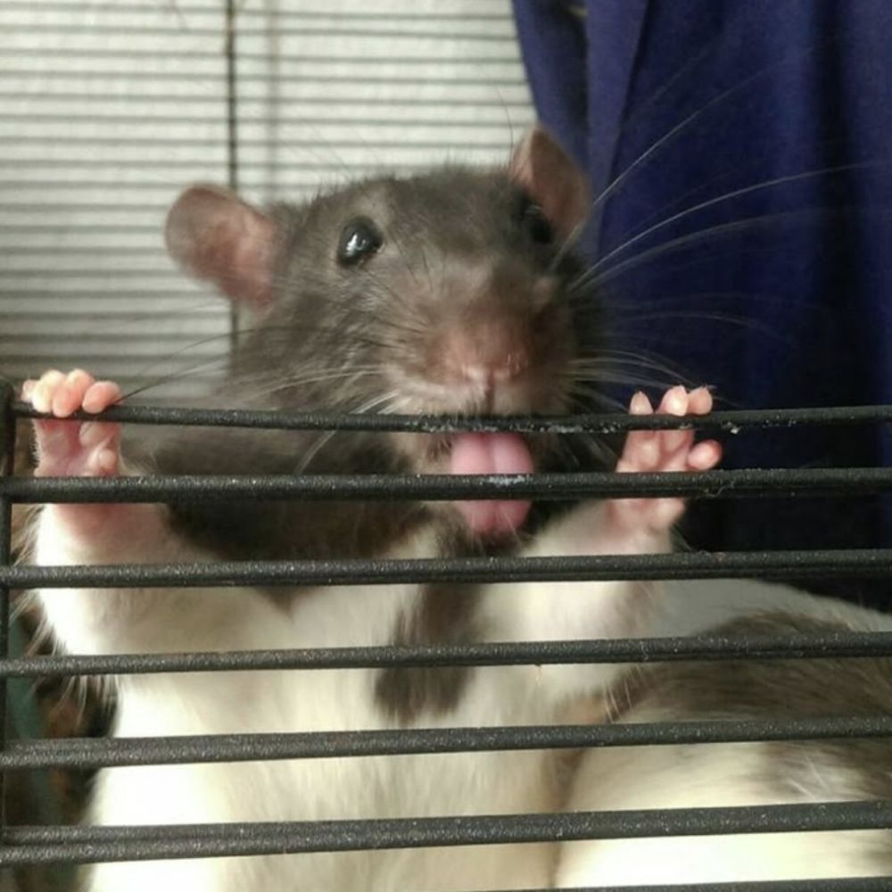 ^¥^