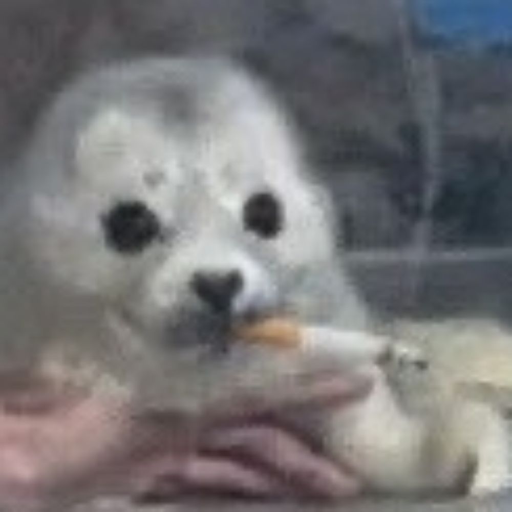 tim