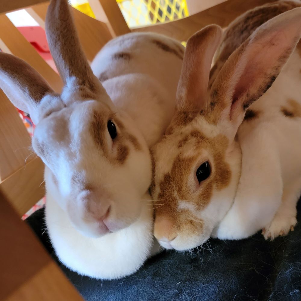 Bunny