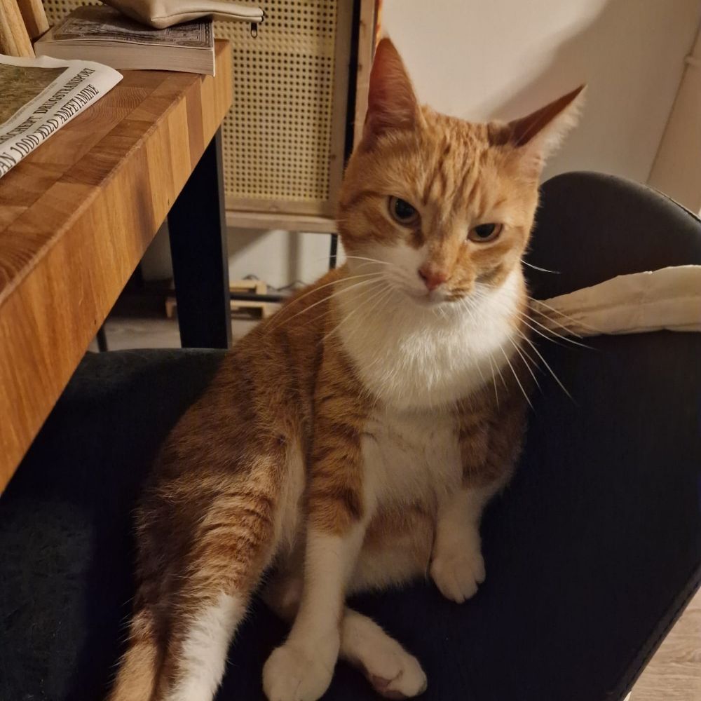 Nima