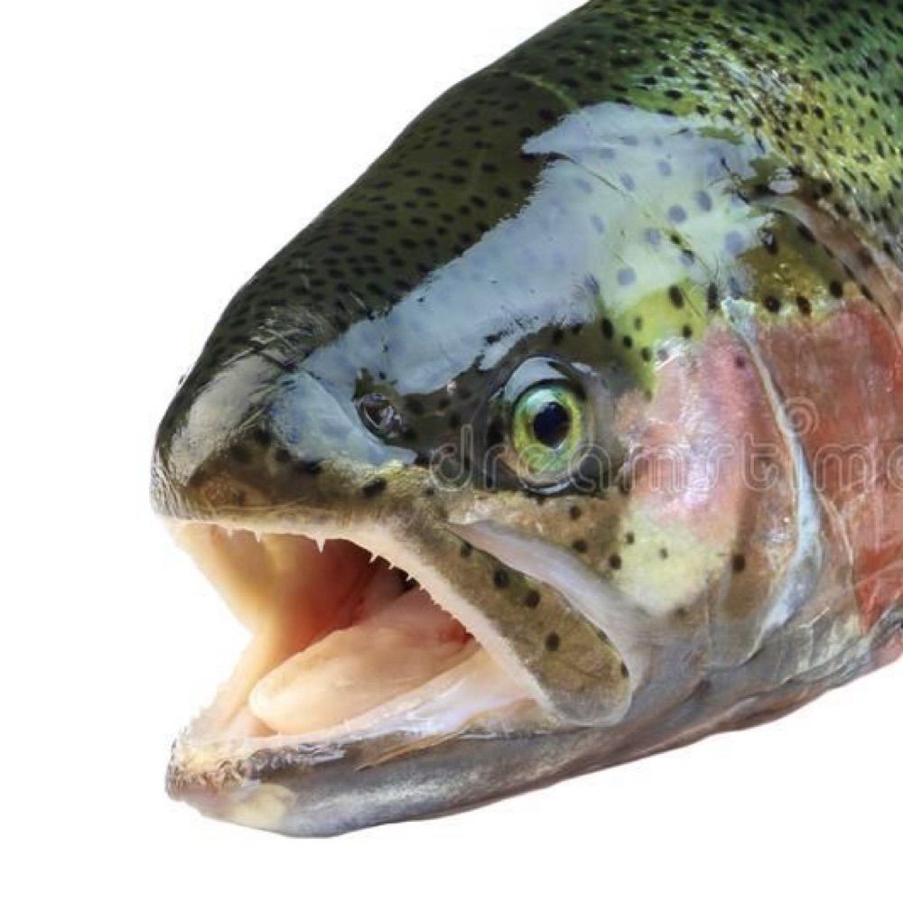 freshwater_salmon