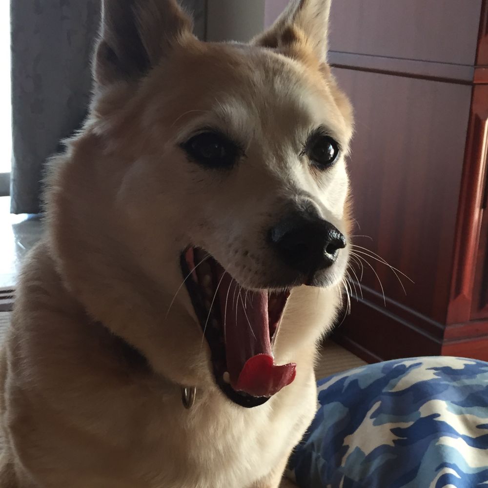 おはなのどあめ