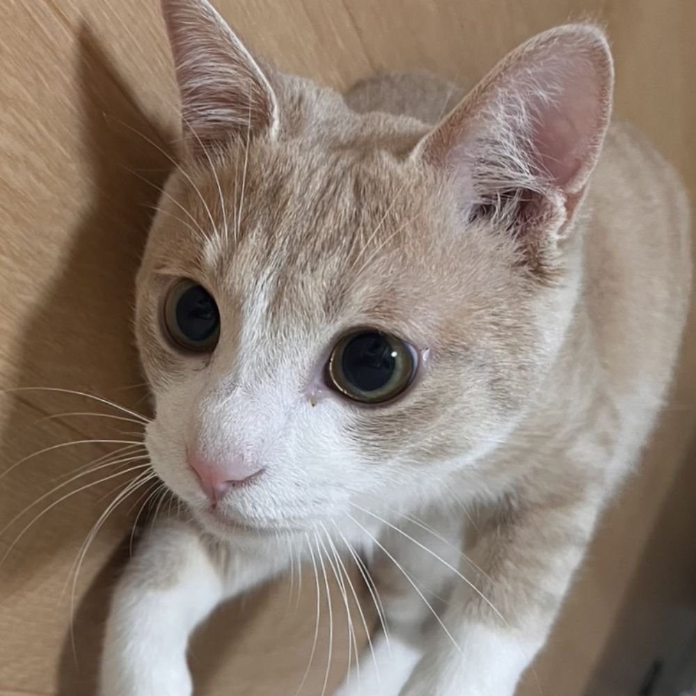 あづき