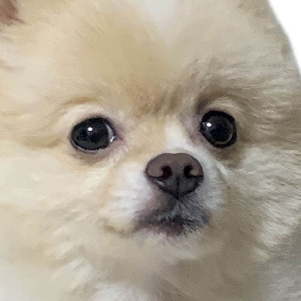 くるもふ