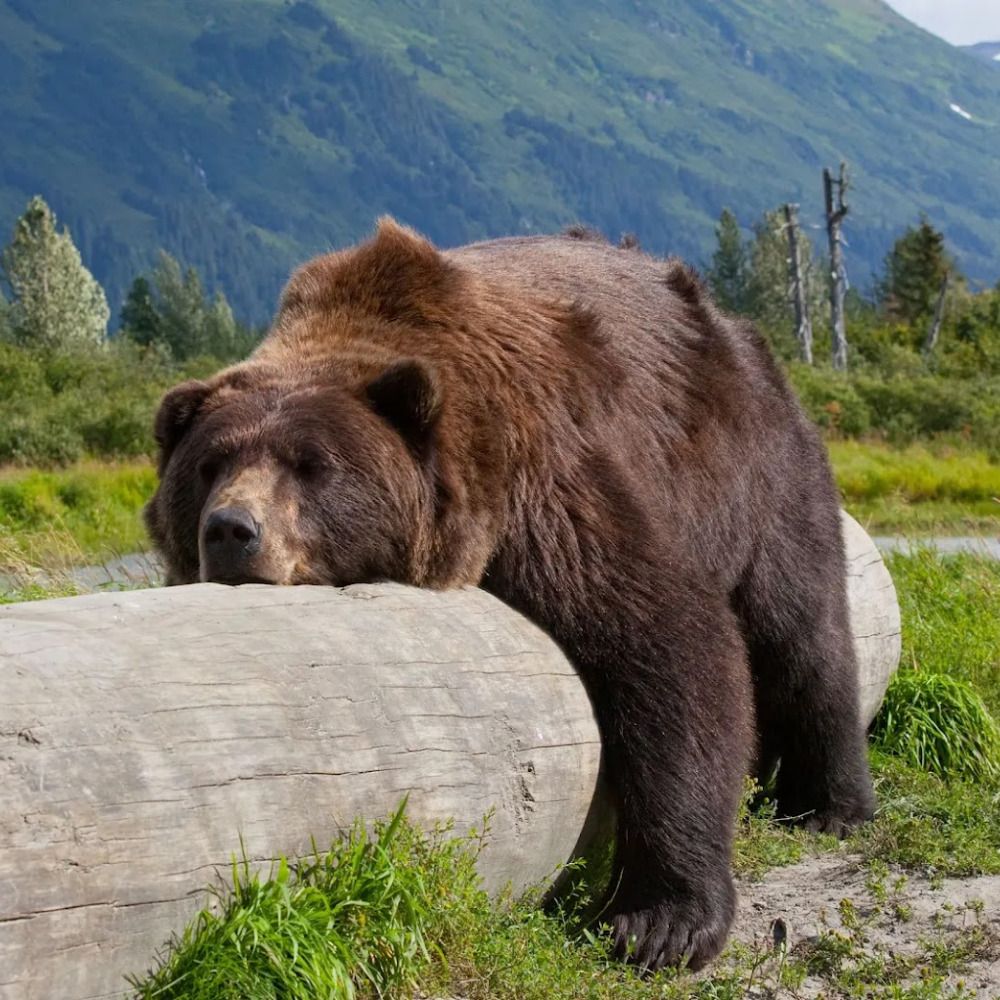 a bear's avatar