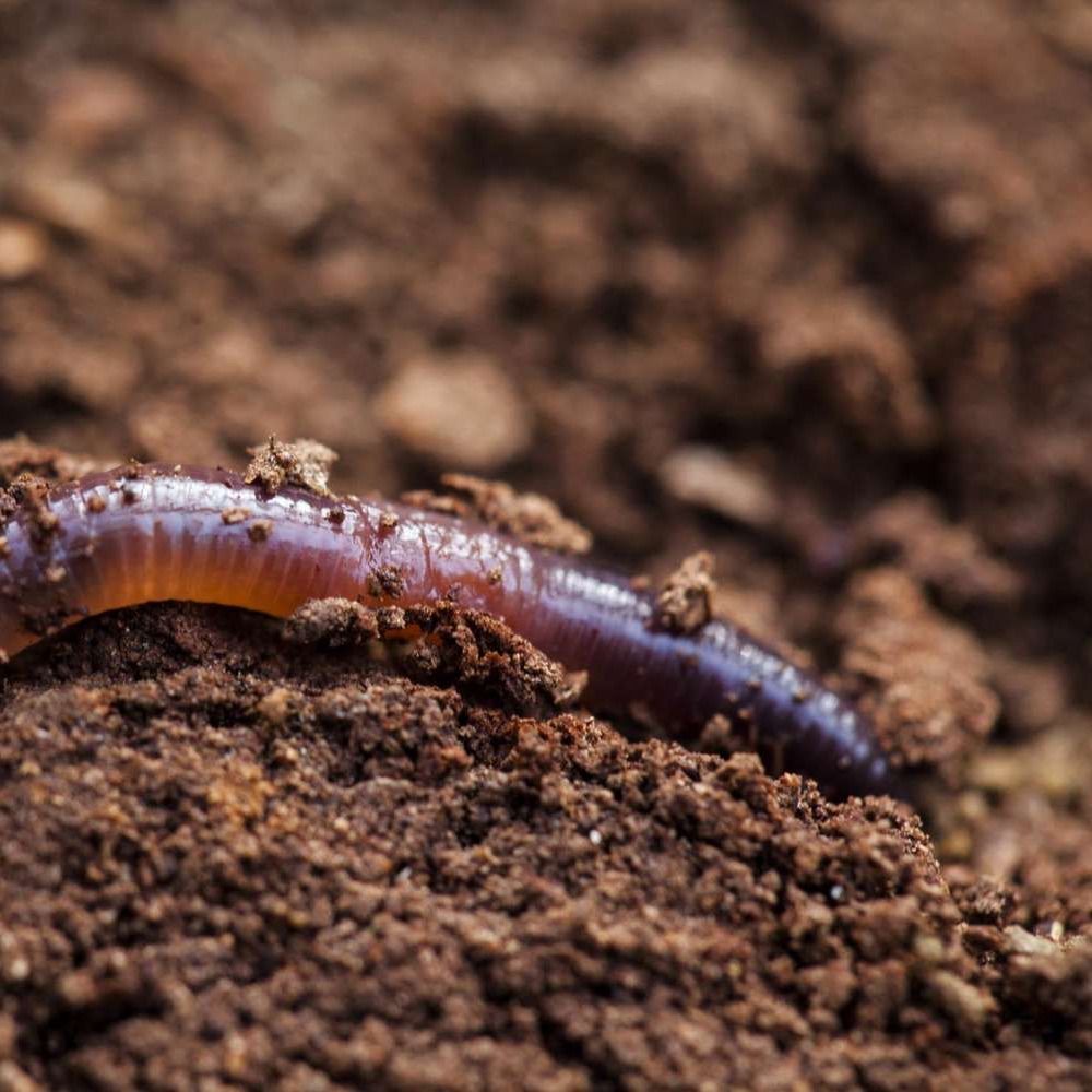 sleepy worm