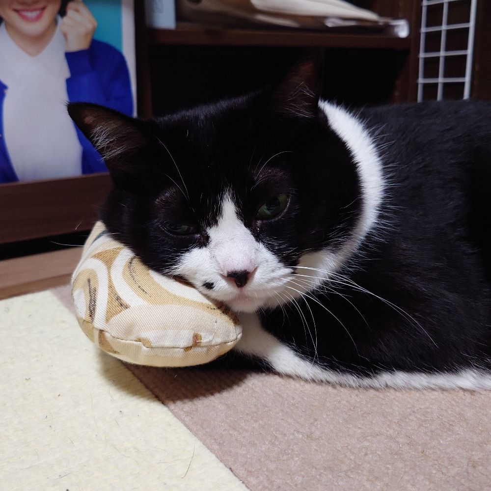 めりぽん