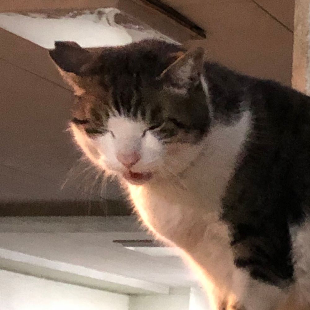 猫若丸🍙