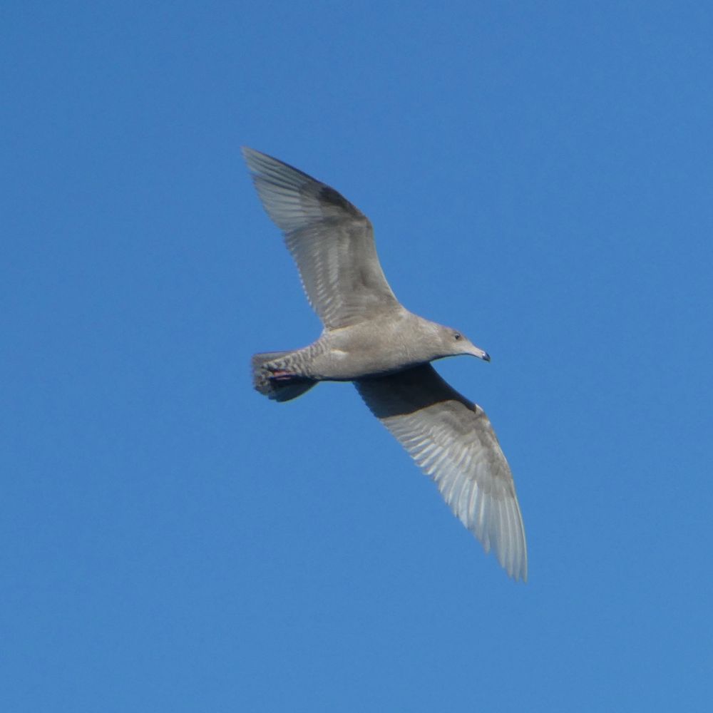 The Backward Birder