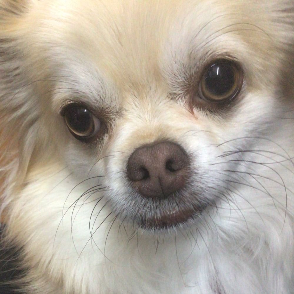 ちゃ～り～
