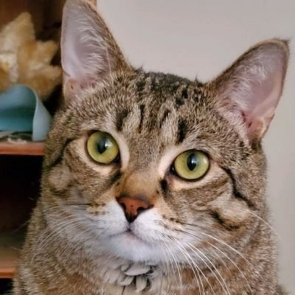 DingoDaCat