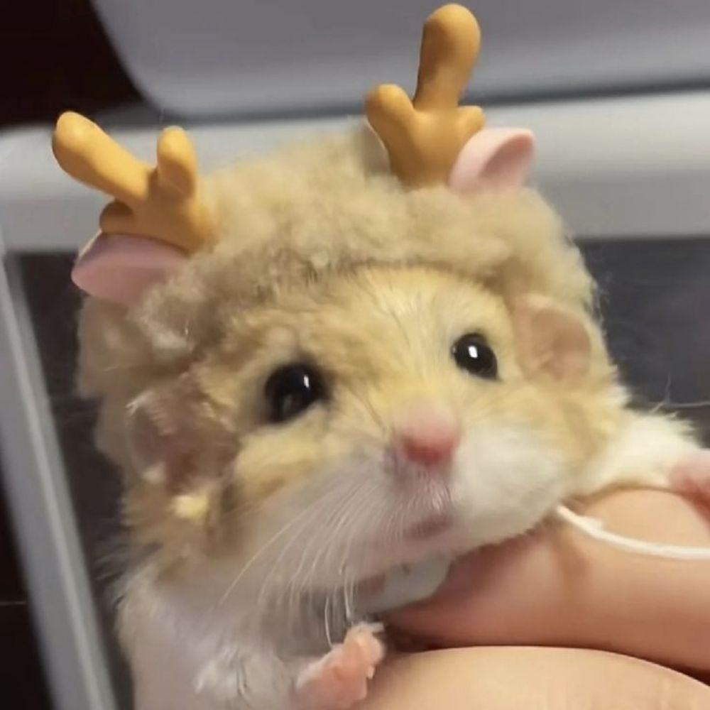 Pintaa V.2