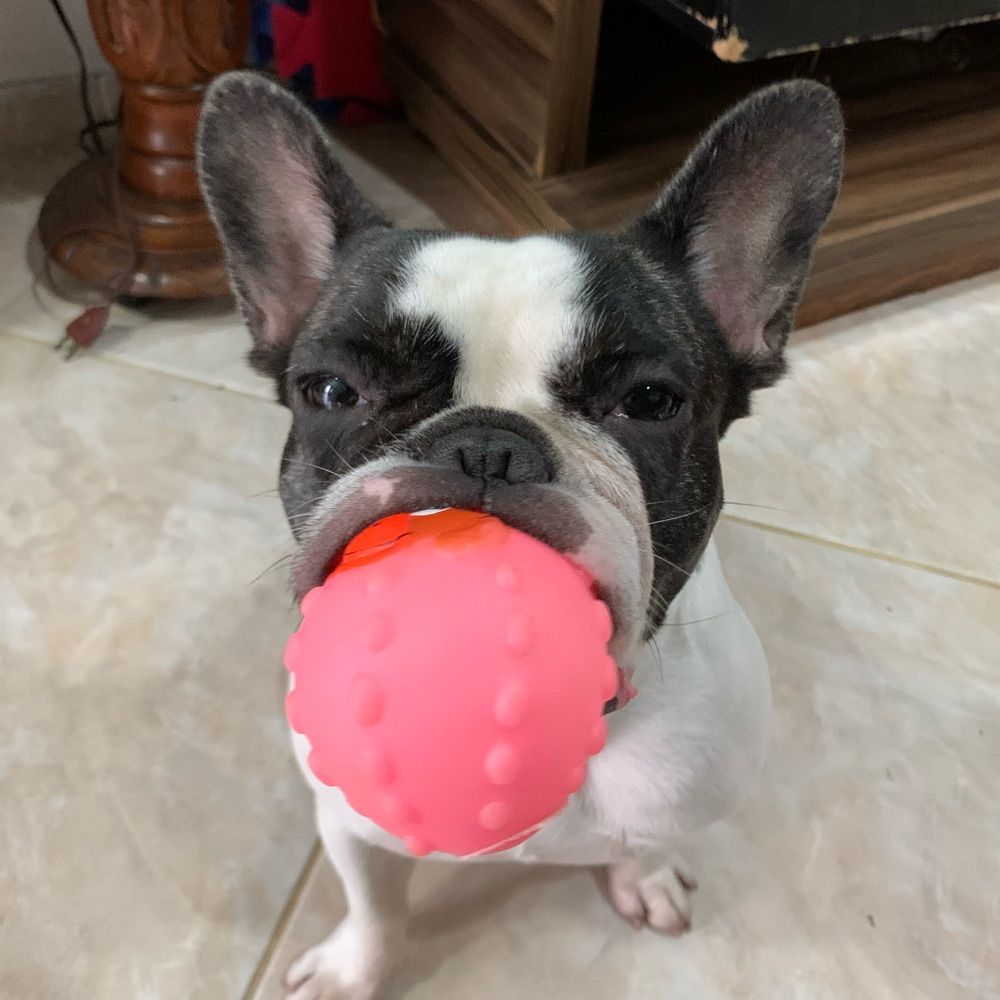Cachorro Silva