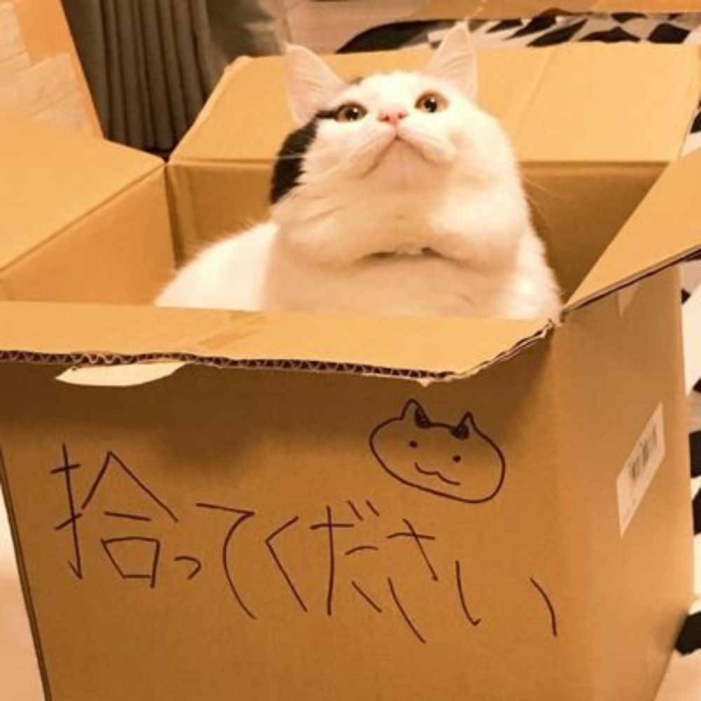 箸