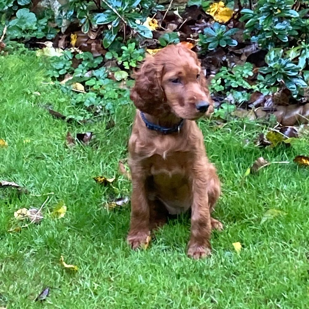 Scout the Puppy