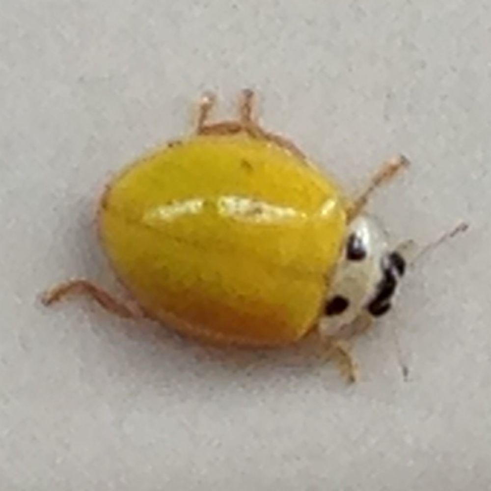 ロムスカ・パロ・ウル・ラピュタ