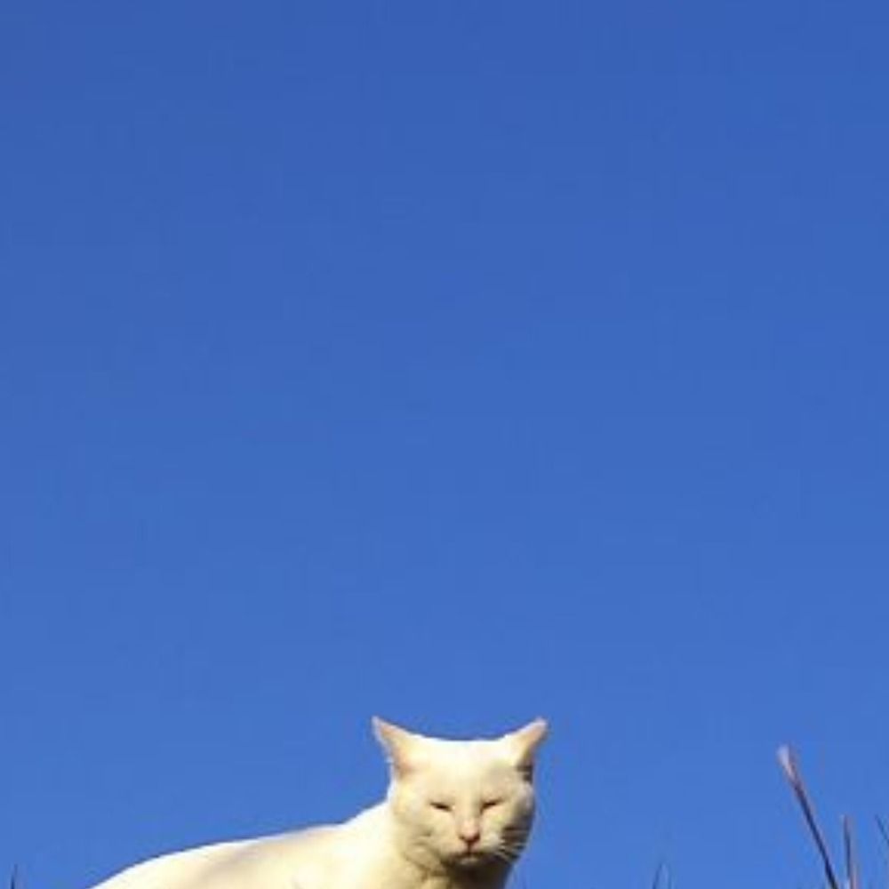 トワド