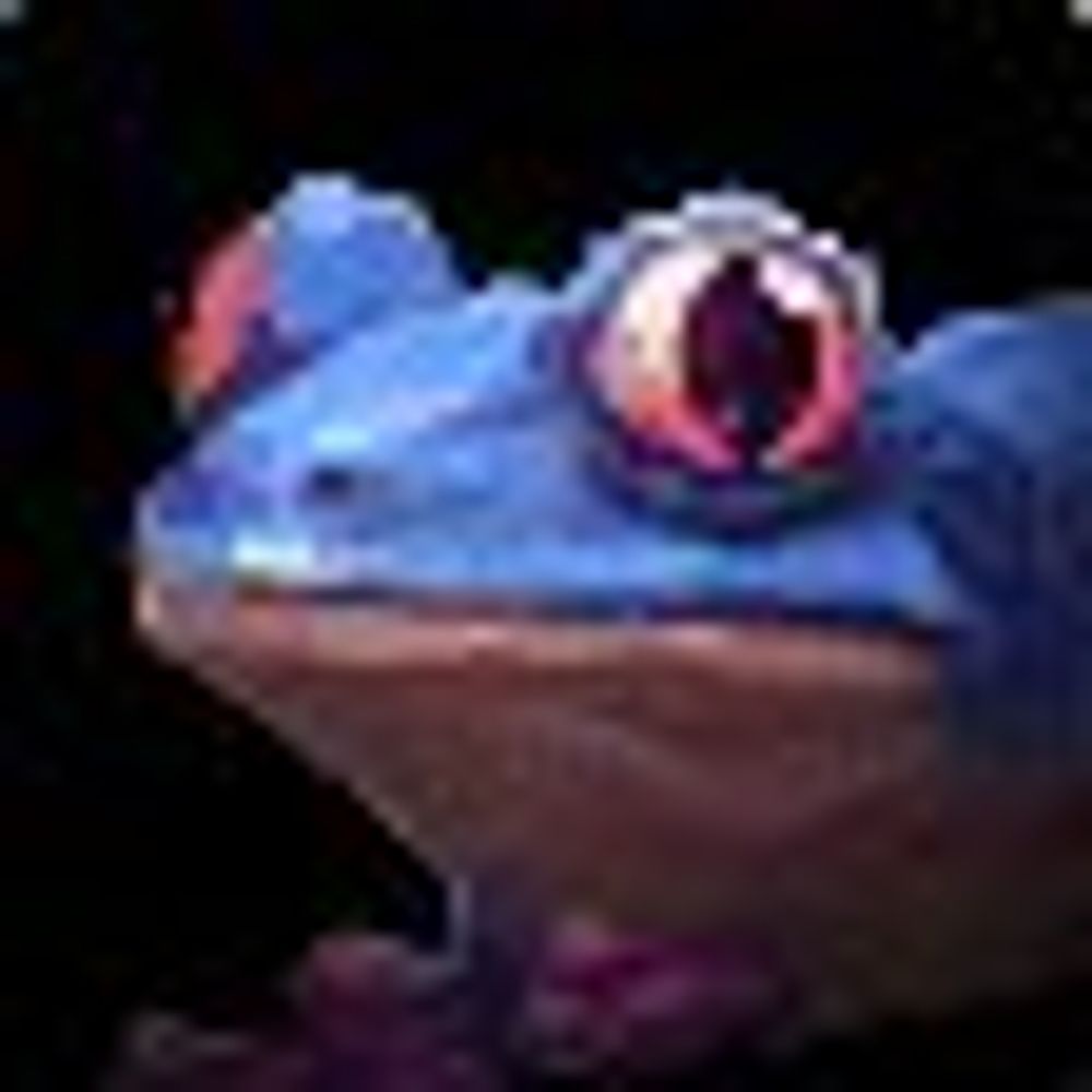 WoW Ribbit