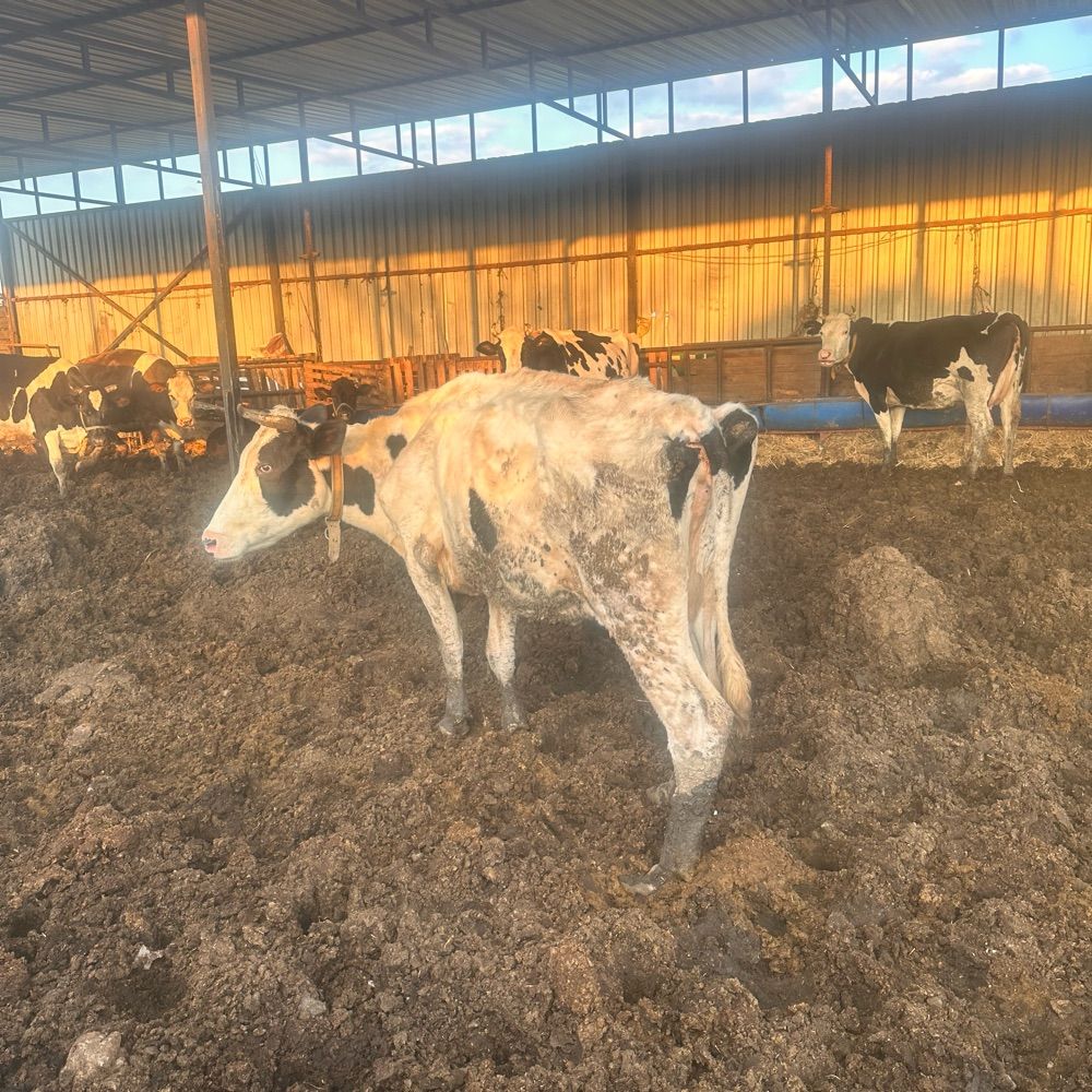 Betül