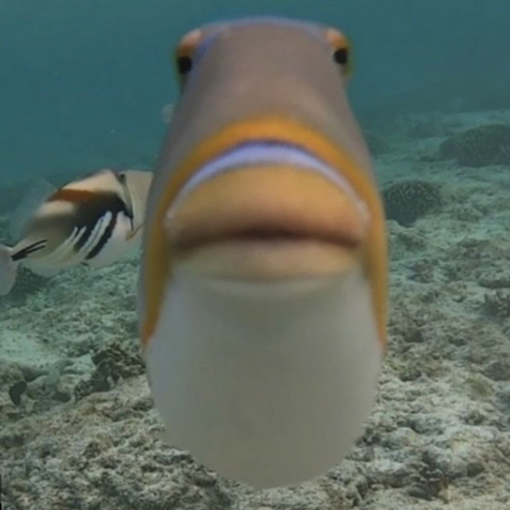 The Fish Tankie ☭'s avatar