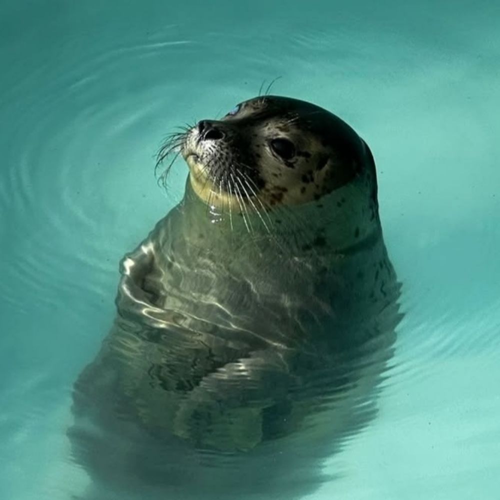 real seal fan #47