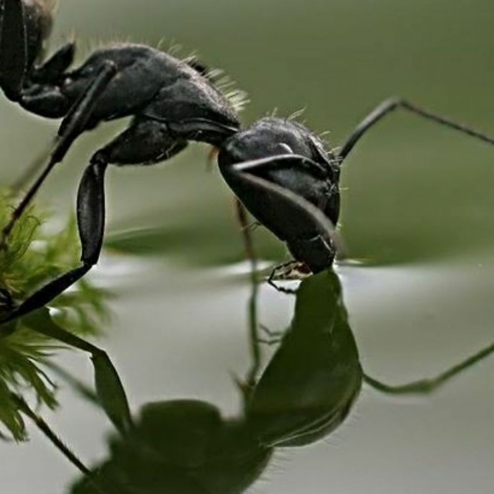 Ibrahim-ant