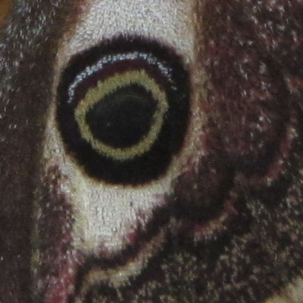 Saturnia