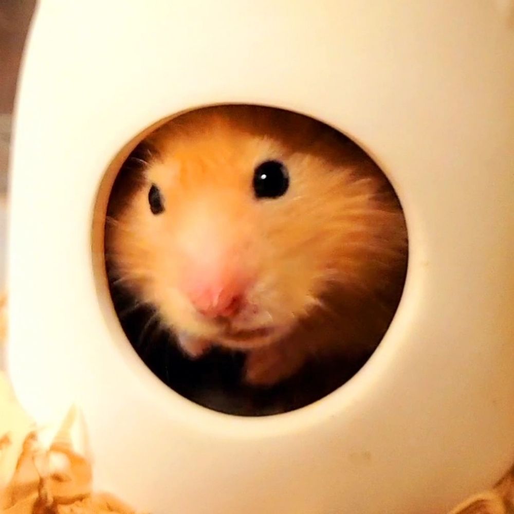 メイ