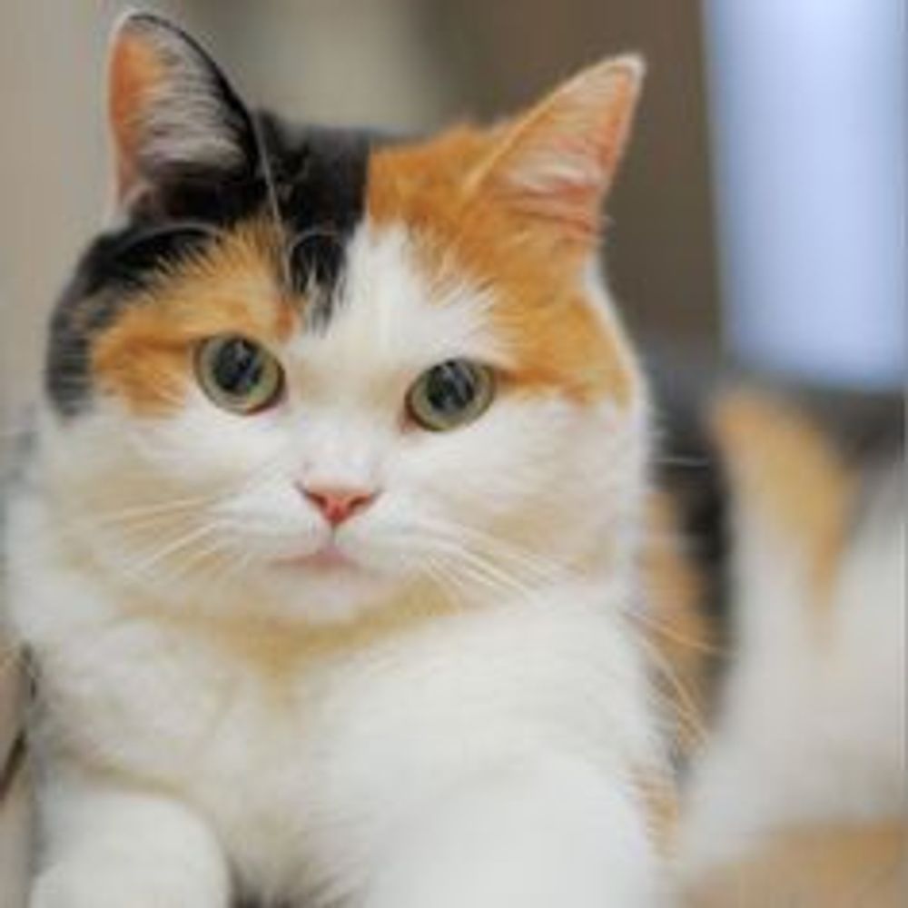猫好き🥰🥰