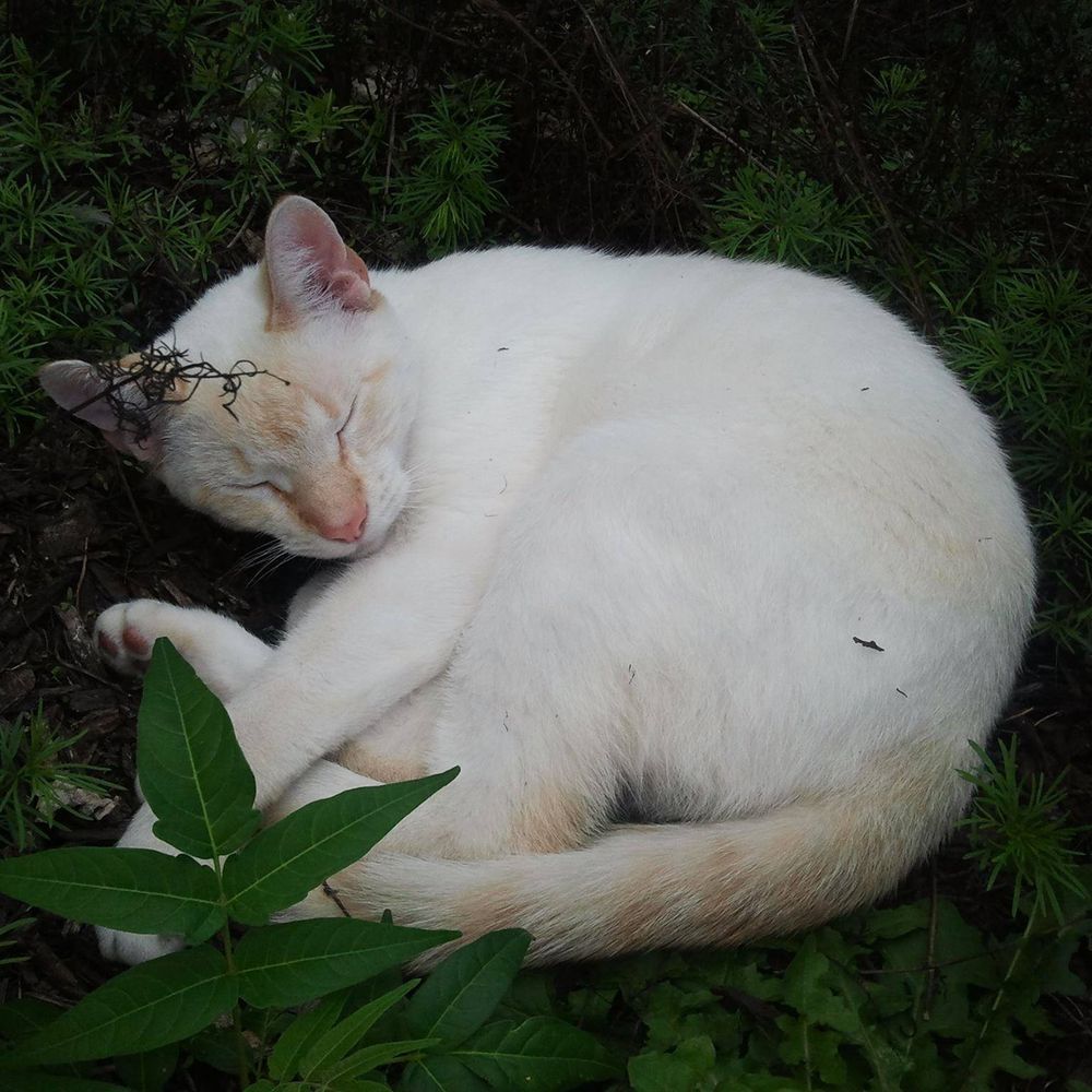 Cloudcat17