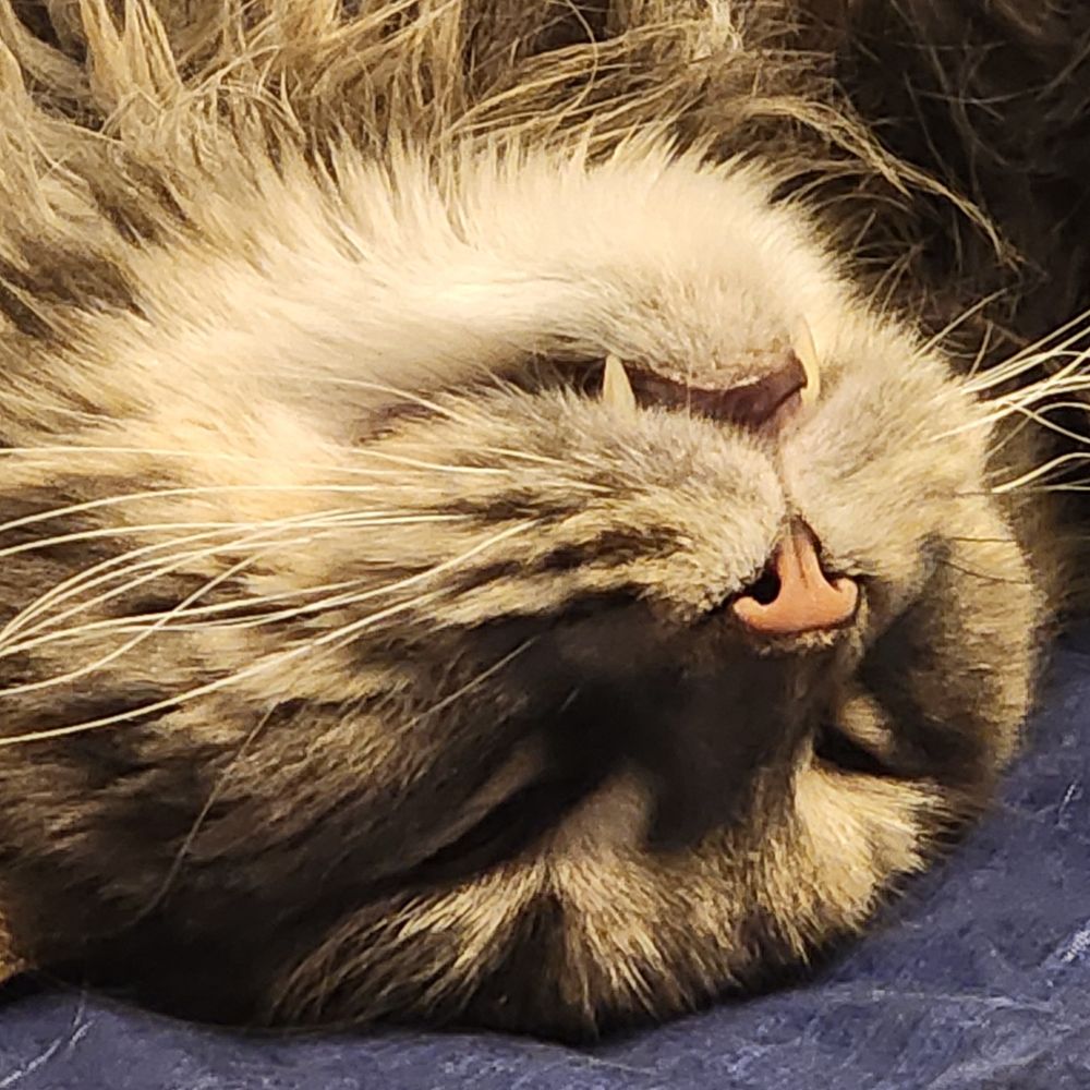 Kyneko