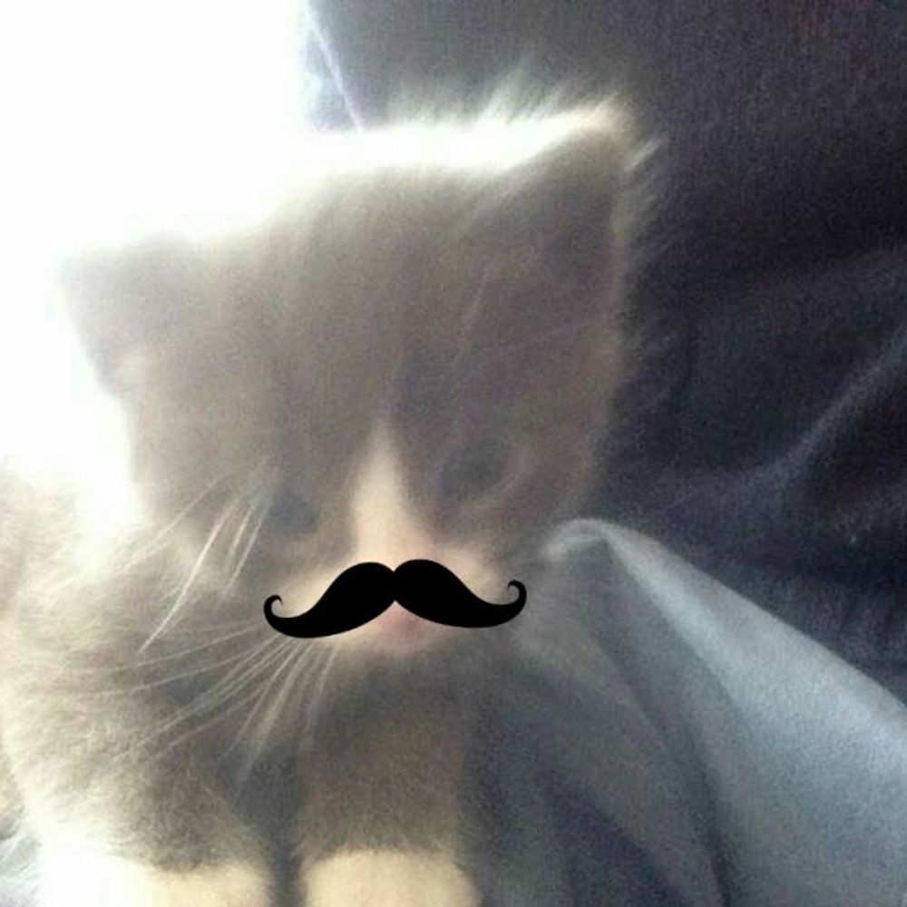 요즘잘자쿨냥이