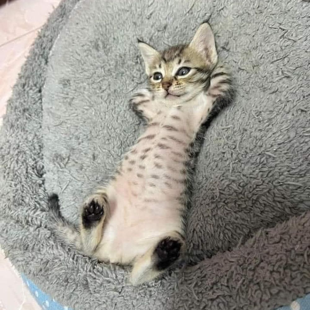 バヌバヌ