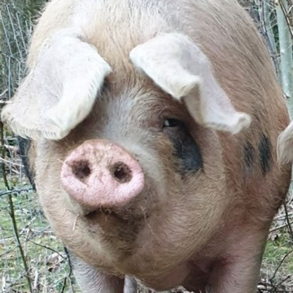 🐽Spottie Bennett 
