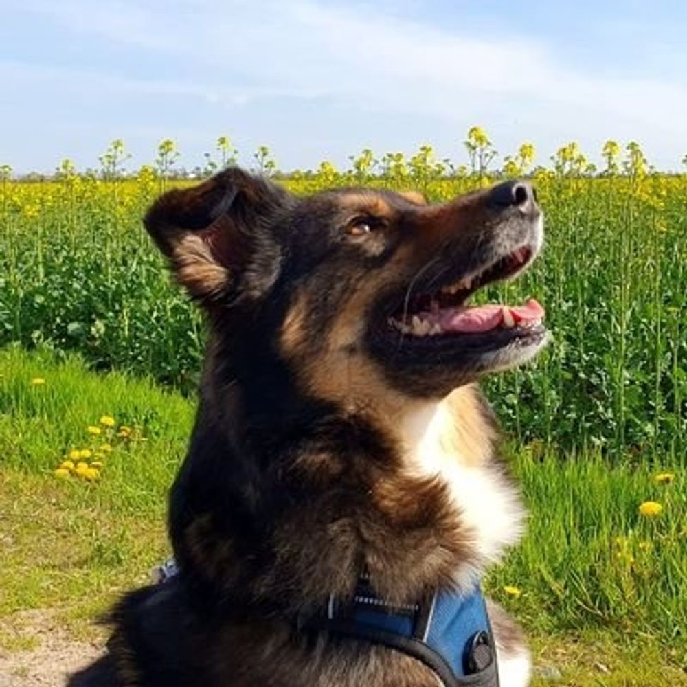 AlexDerWuff