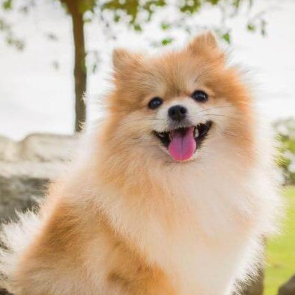 a dog