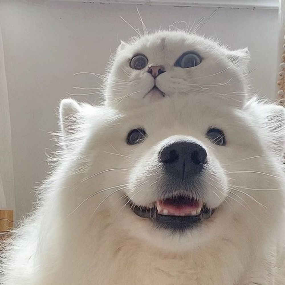 상어