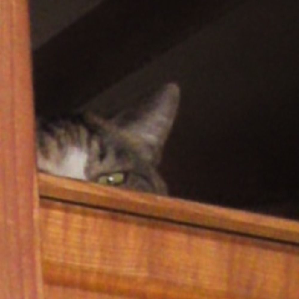 実家の猫