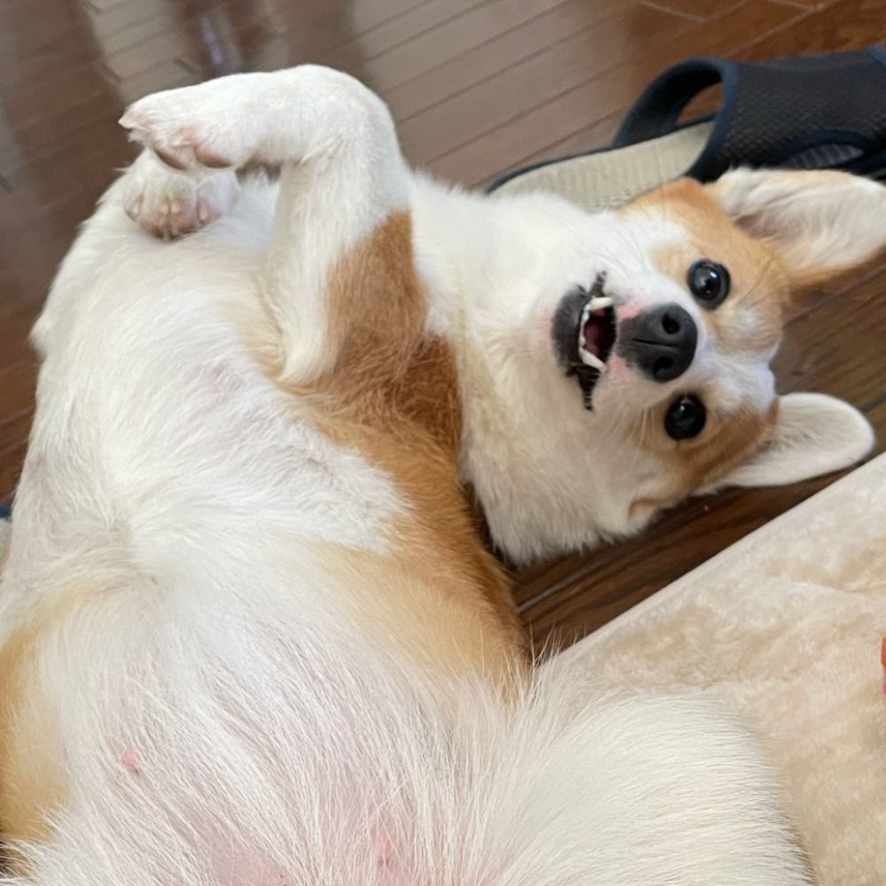てでぃぃ