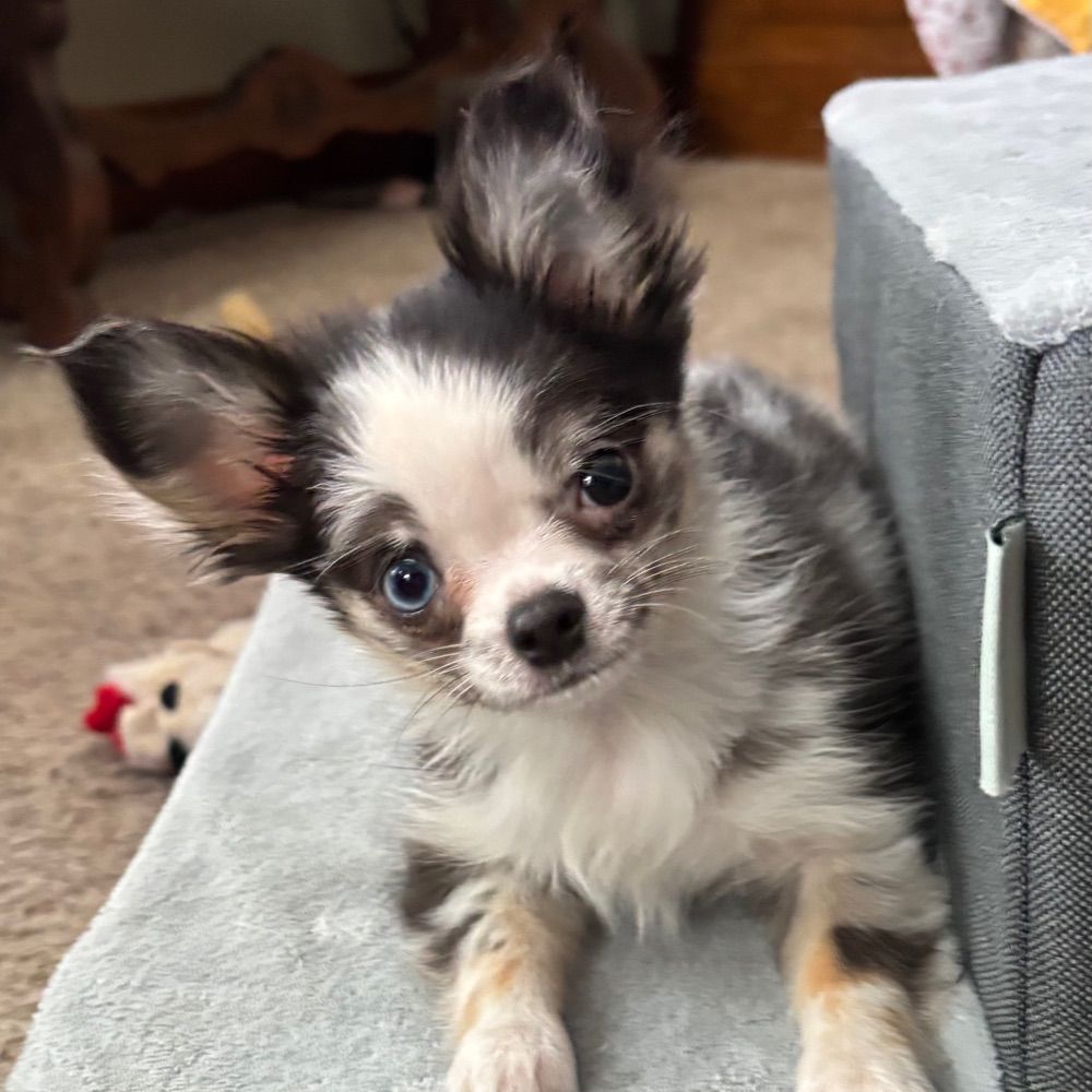 Pippa!