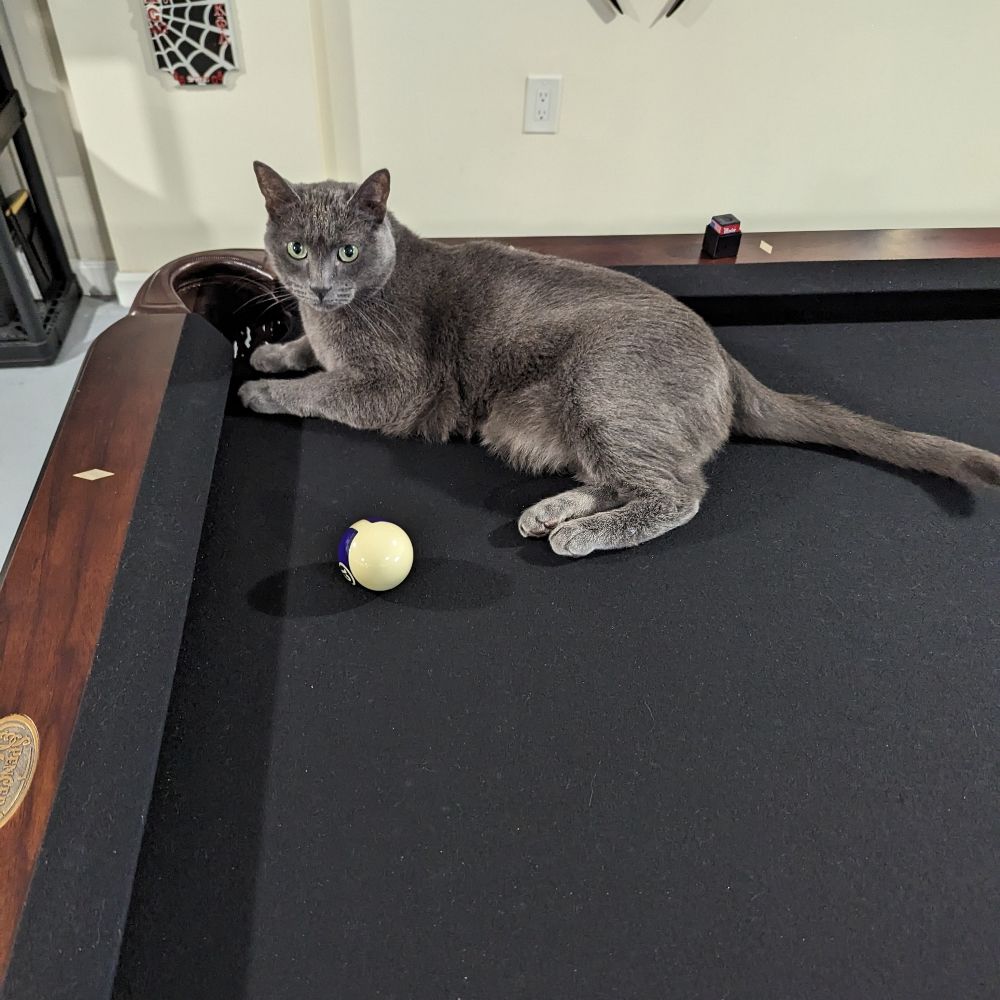 Money Cat