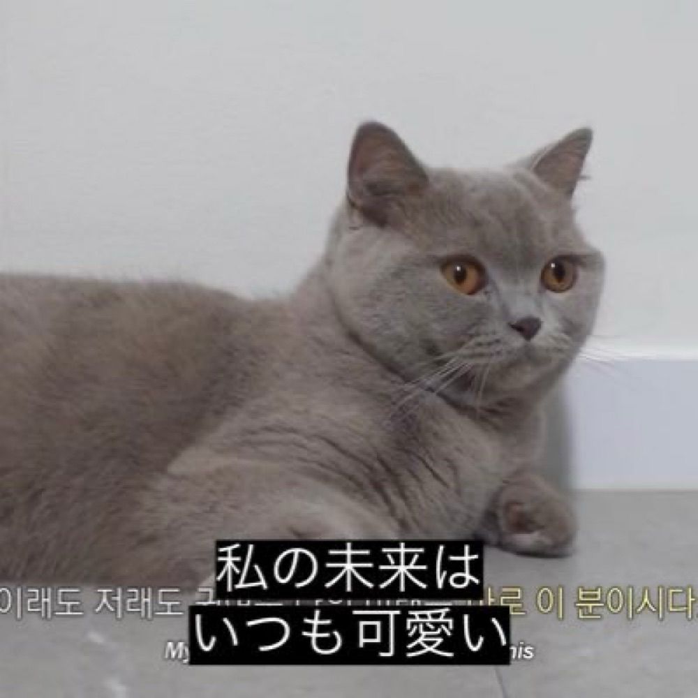 😼