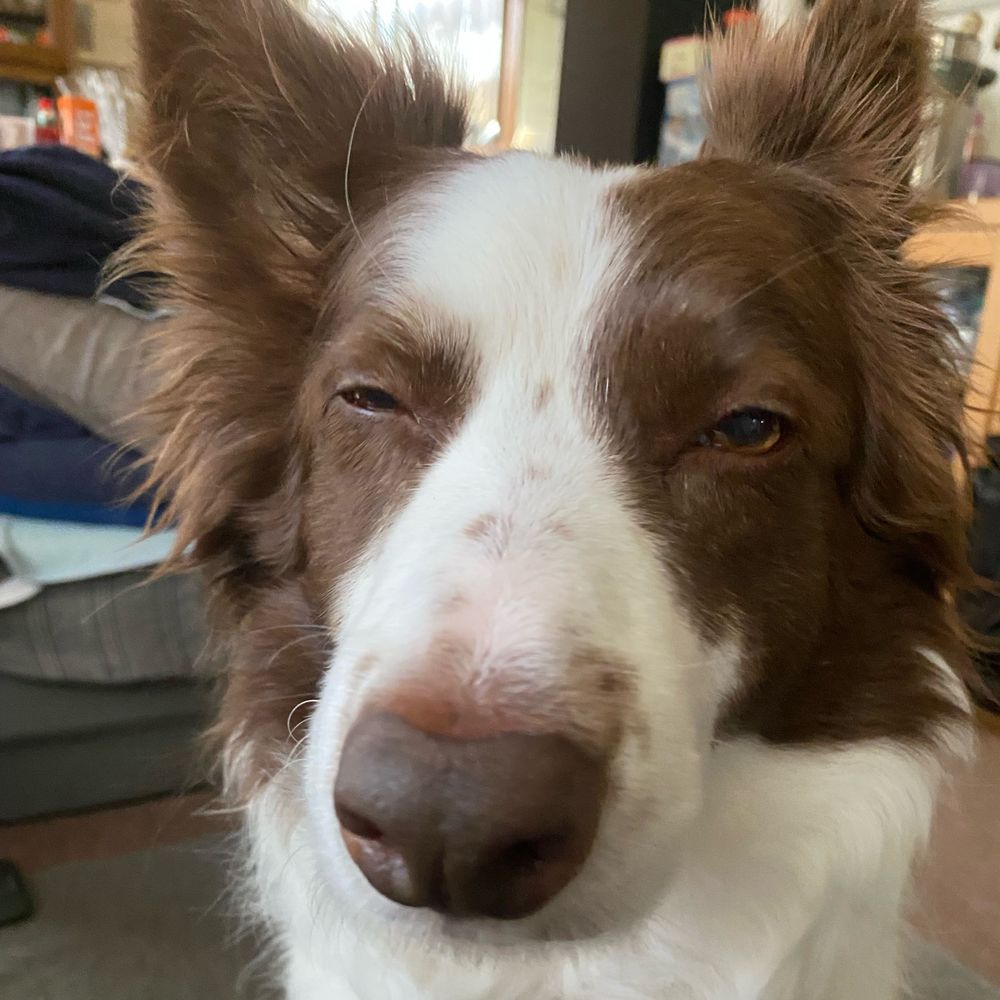 chiko
