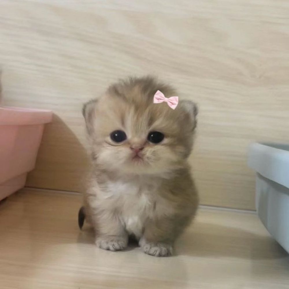 Delulu Kitty